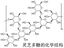 灵芝多糖的化学结构.png