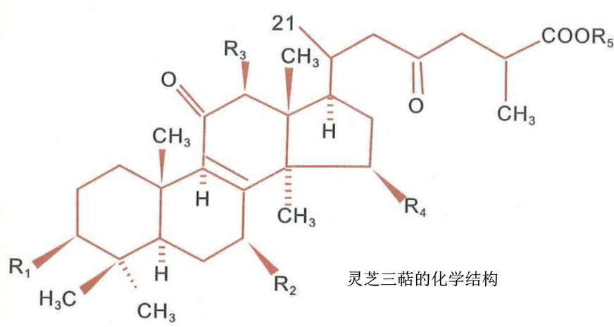 灵芝多糖三萜的化学结构.png