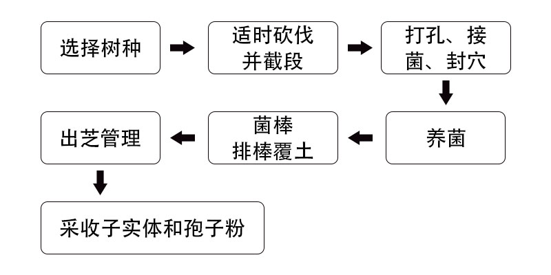 灵芝生料椴木栽培的工艺流程图.jpg