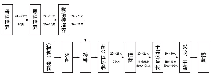 木屑袋栽灵芝的工艺流程.jpg