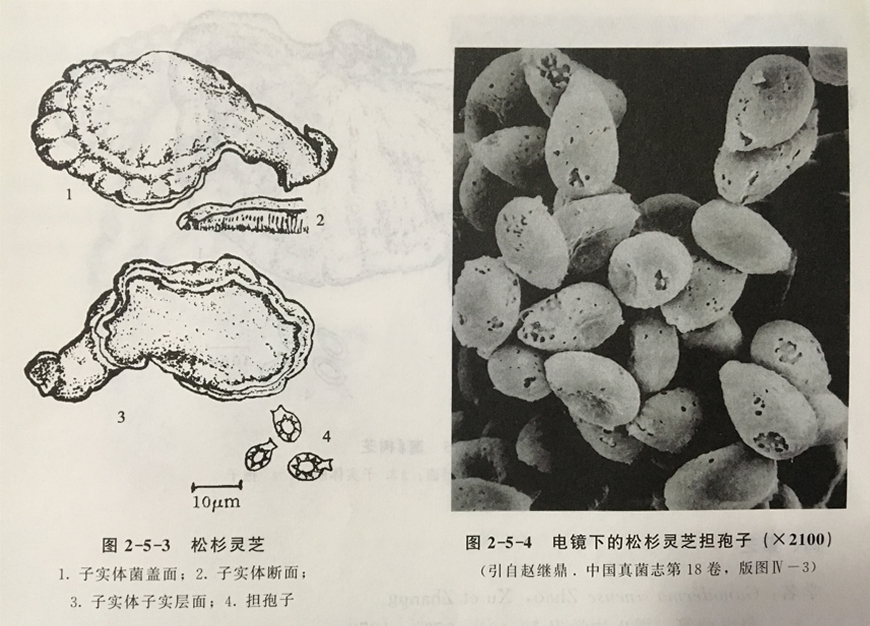 松杉灵芝.jpg