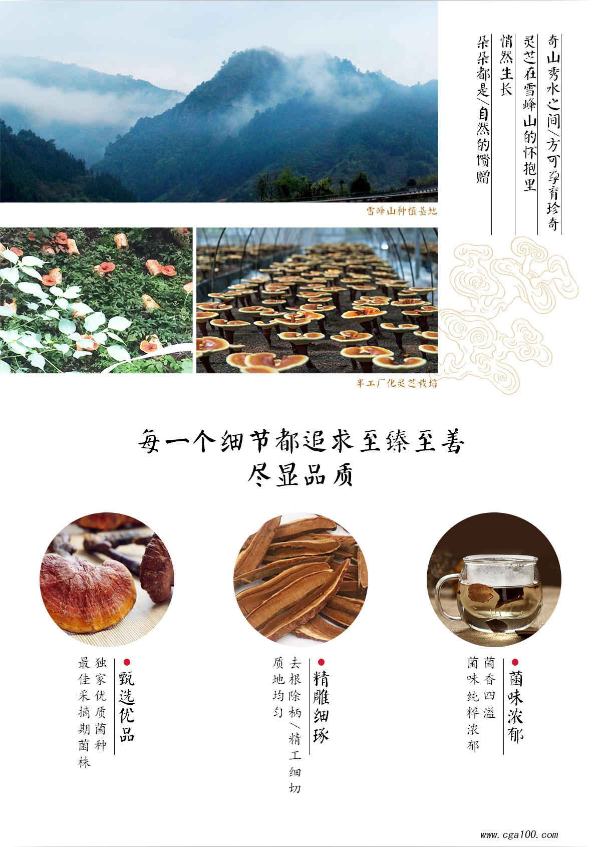 灵芝1号产品单页1200_03.jpg
