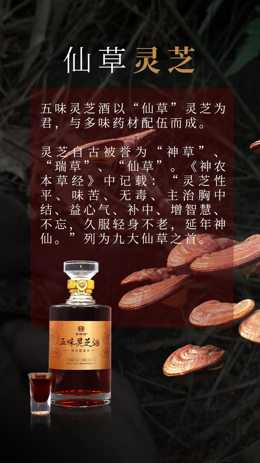 五味灵芝酒单独图片海报6.jpg